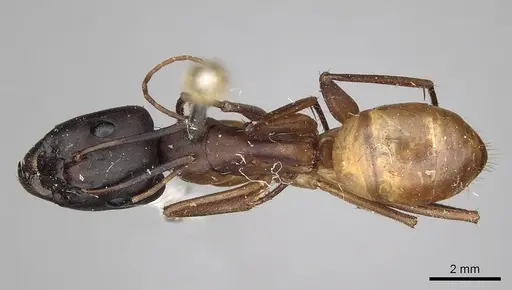 Camponotus sanctus specimen CASENT0280617 image casent0280617_1