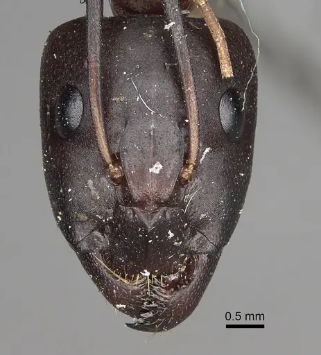 Camponotus sanctus specimen CASENT0280617 image casent0280617_2