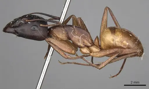Camponotus sanctus specimen CASENT0280617 image casent0280617_3