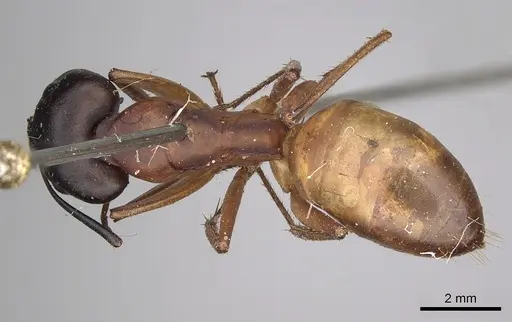 Camponotus sanctus specimen CASENT0280618 image casent0280618_1