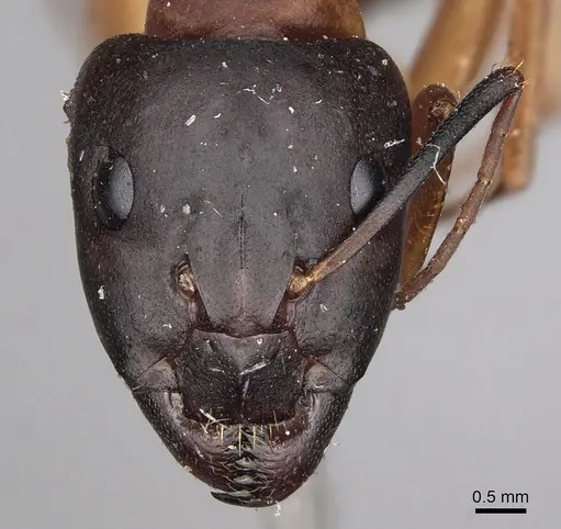 Camponotus sanctus specimen CASENT0280618 image casent0280618_2