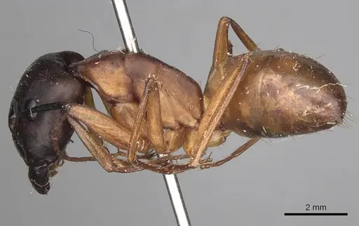 Camponotus sanctus specimen CASENT0280618 image casent0280618_3