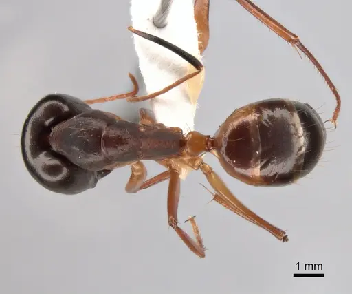 Camponotus sanctus specimen CASENT0882045 image casent0882045_1