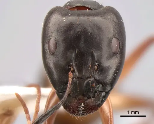 Camponotus sanctus specimen CASENT0882045 image casent0882045_2