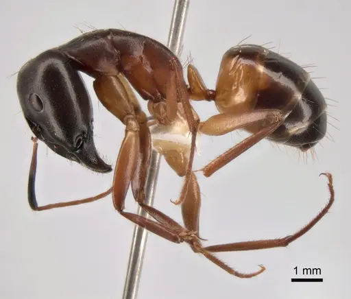 Camponotus sanctus specimen CASENT0882045 image casent0882045_3