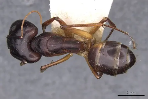 Camponotus sanctus specimen CASENT0910203 image casent0910203_1