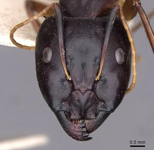 Camponotus sanctus specimen CASENT0910203 image casent0910203_2