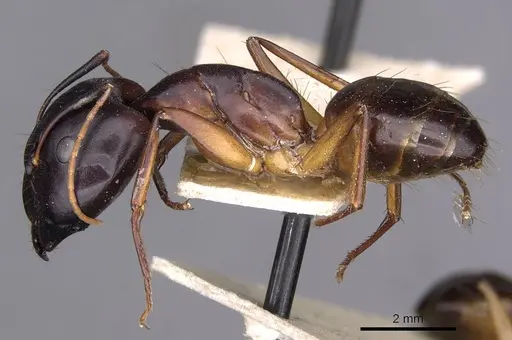Camponotus sanctus specimen CASENT0910203 image casent0910203_3
