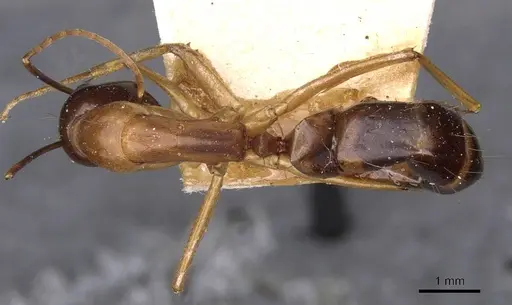 Camponotus sanctus specimen CASENT0910204 image casent0910204_1