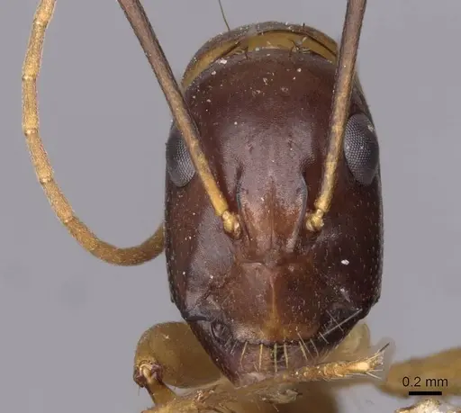 Camponotus sanctus specimen CASENT0910204 image casent0910204_2