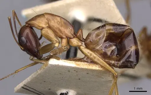 Camponotus sanctus specimen CASENT0910204 image casent0910204_3