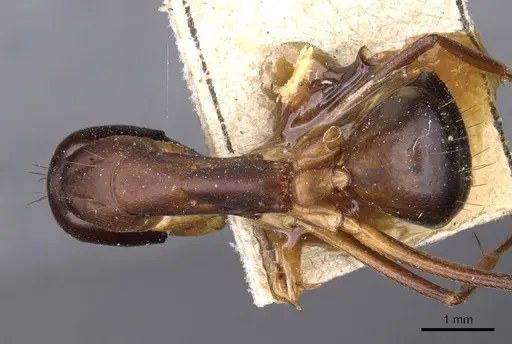 Camponotus sanctus specimen CASENT0910205 image casent0910205_1