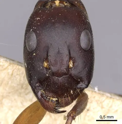 Camponotus sanctus specimen CASENT0910205 image casent0910205_2
