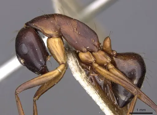 Camponotus sanctus specimen CASENT0910205 image casent0910205_3