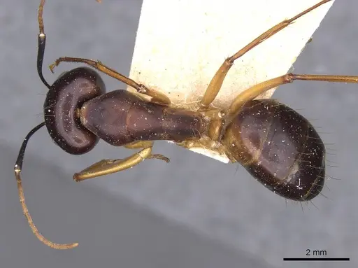 Camponotus sanctus specimen CASENT0910247 image casent0910247_1