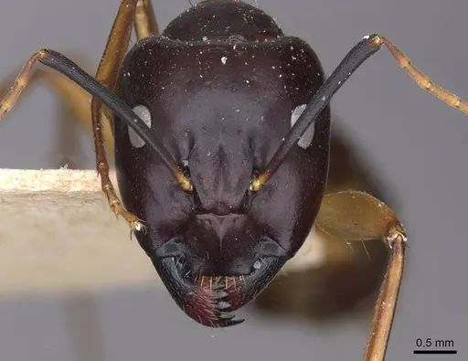 Camponotus sanctus specimen CASENT0910247 image casent0910247_2