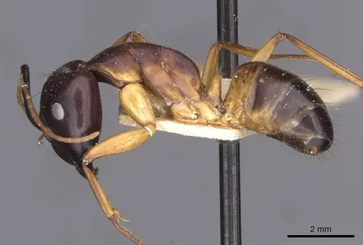 Camponotus sanctus specimen CASENT0910247 image casent0910247_3