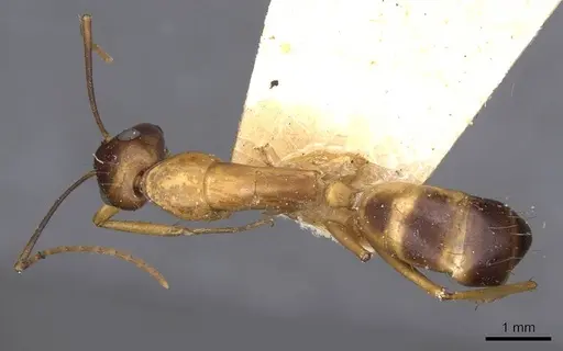 Camponotus sanctus specimen CASENT0910248 image casent0910248_1