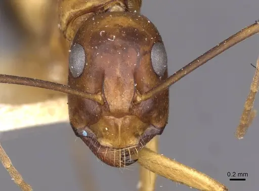 Camponotus sanctus specimen CASENT0910248 image casent0910248_2