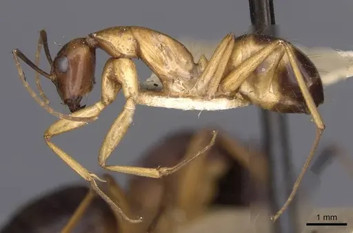 Camponotus sanctus specimen CASENT0910248 image casent0910248_3