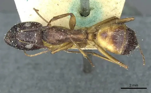Camponotus sanctus specimen CASENT0912036 image casent0912036_1