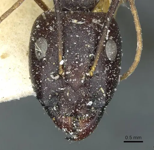 Camponotus sanctus specimen CASENT0912036 image casent0912036_2