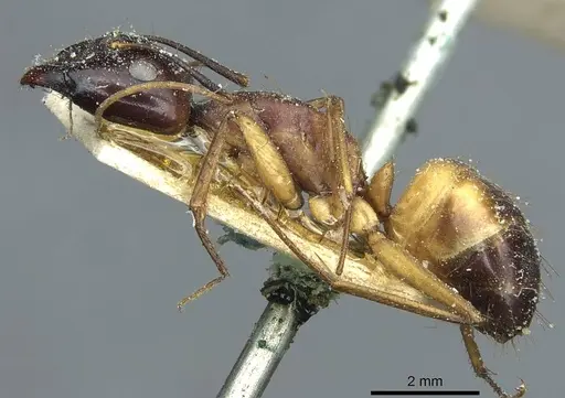 Camponotus sanctus specimen CASENT0912036 image casent0912036_3