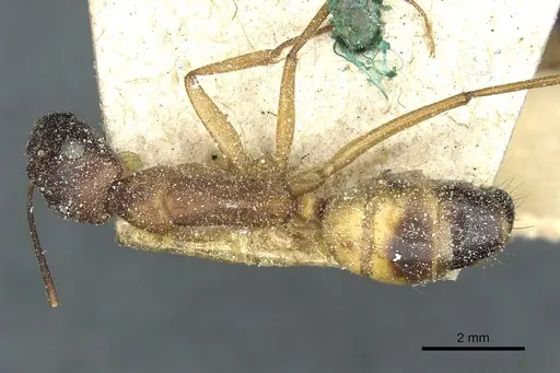 Camponotus sanctus specimen CASENT0912037 image casent0912037_1