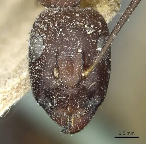 Camponotus sanctus specimen CASENT0912037 image casent0912037_2