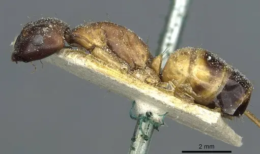 Camponotus sanctus specimen CASENT0912037 image casent0912037_3
