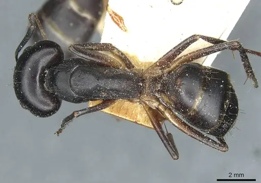 Camponotus sanctus specimen CASENT0912038 image casent0912038_1