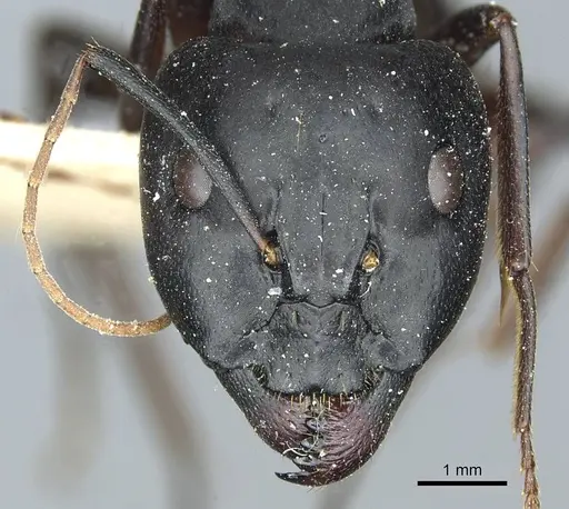 Camponotus sanctus specimen CASENT0912038 image casent0912038_2