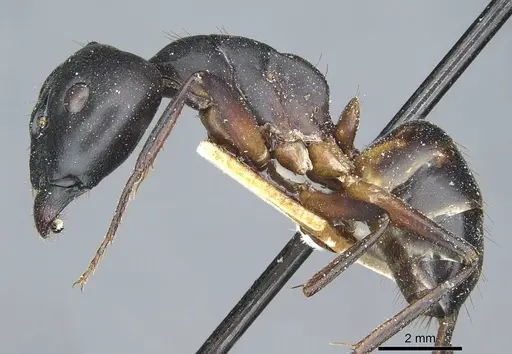 Camponotus sanctus specimen CASENT0912038 image casent0912038_3
