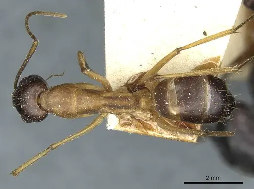 Camponotus sanctus specimen CASENT0912039 image casent0912039_1