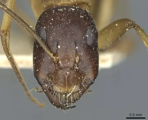 Camponotus sanctus specimen CASENT0912039 image casent0912039_2