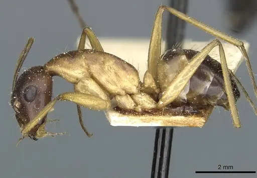 Camponotus sanctus specimen CASENT0912039 image casent0912039_3
