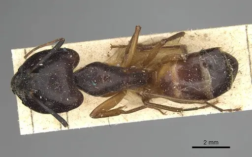Camponotus sanctus specimen CASENT0922410 image casent0922410_1