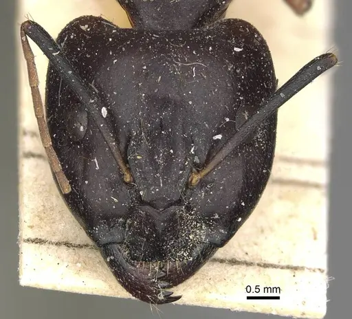Camponotus sanctus specimen CASENT0922410 image casent0922410_2