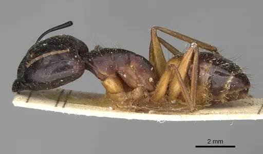Camponotus sanctus specimen CASENT0922410 image casent0922410_3