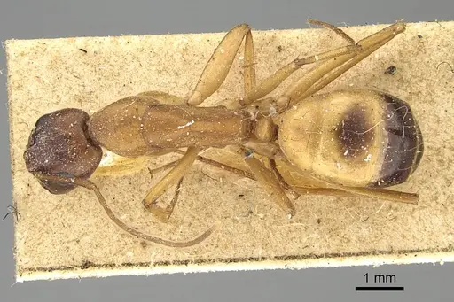 Camponotus sanctus specimen CASENT0922411 image casent0922411_1