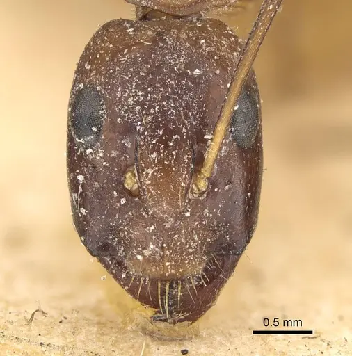 Camponotus sanctus specimen CASENT0922411 image casent0922411_2