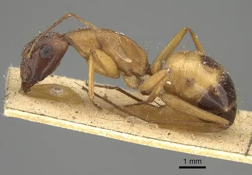 Camponotus sanctus specimen CASENT0922411 image casent0922411_3