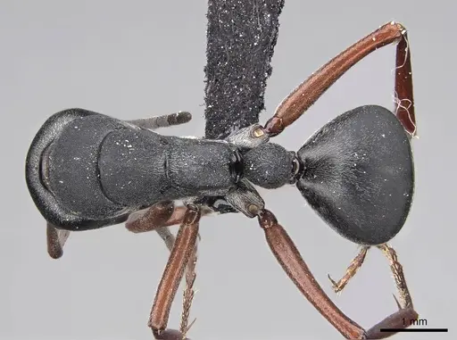 Camponotus sankisianus specimen CASENT0066908 image casent0066908_1