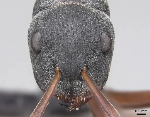 Camponotus sankisianus specimen CASENT0066908 image casent0066908_2