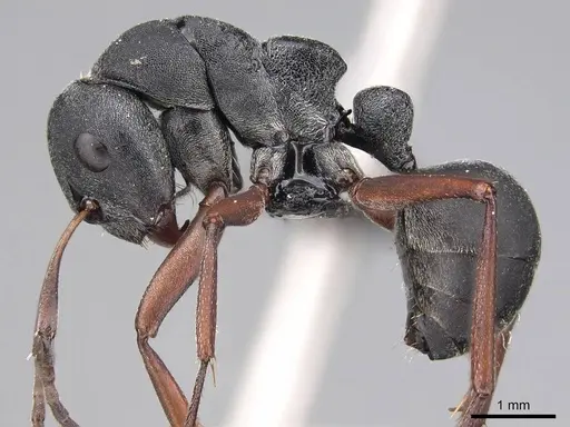 Camponotus sankisianus specimen CASENT0066908 image casent0066908_3