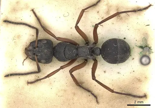 Camponotus sankisianus specimen CASENT0906860 image casent0906860_1