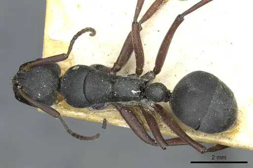 Camponotus sankisianus specimen RMCAENT000017813 image rmcaent000017813_1