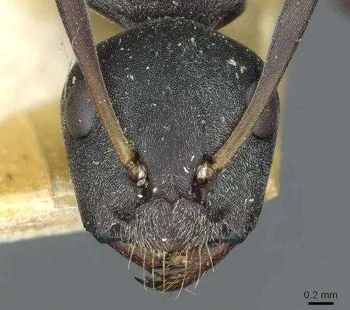 Camponotus sankisianus specimen RMCAENT000017813 image rmcaent000017813_2