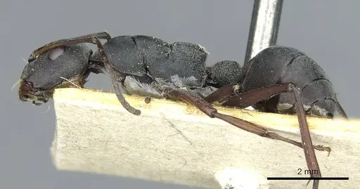 Camponotus sankisianus specimen RMCAENT000017813 image rmcaent000017813_3