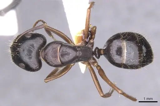 Camponotus sannini specimen CASENT0913686 image casent0913686_1